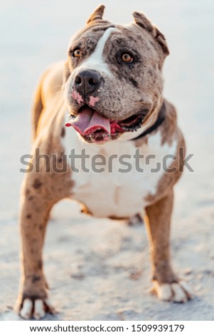 Cute bully dog 2 years old muscular female with sunset in background