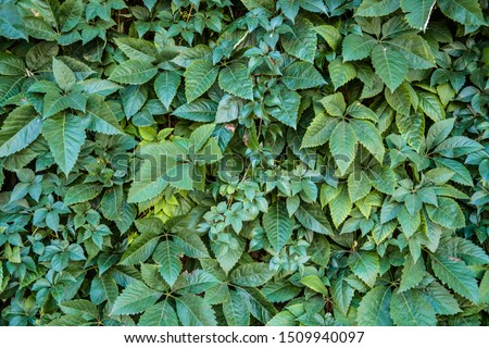 Full vivid green picture with amazing leafs.