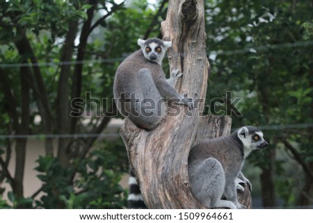 Ring-tailed lemur on a tree branch. Monkey photo, zoo