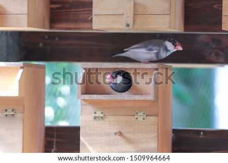 Pictures of birdhouses and birds. Buntori
