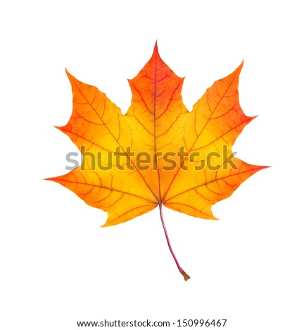 colorful autumn maple leaf isolated on white background Royalty-Free Stock Photo #150996467