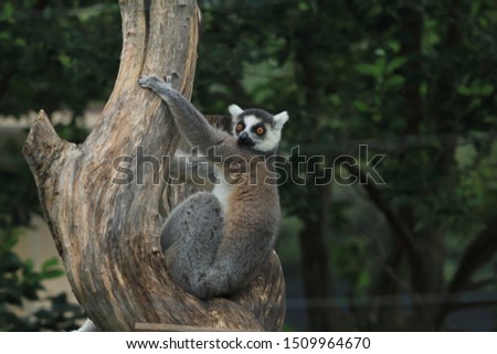 Ring-tailed lemur on a tree branch. Monkey photo, zoo