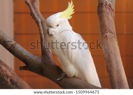 White cockatiel perching on a tree branch. Bird pictures