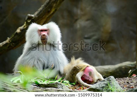 Hamadryas Baboon (Papio hamadryas), also referred to as Sacred Baboons. They belong to a group of monkeys found in Africa and Asia (Old World monkeys).