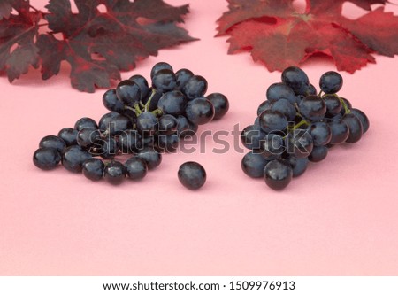 Autumn harvest. Tassels of black grapes next to colored autumn leaves.
