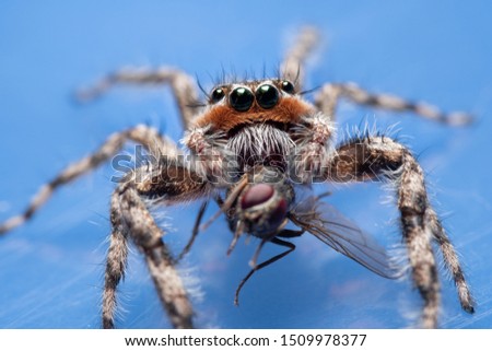 Closeup of a male Tan Jumping Spider, Platycryptus undatus, eating a fly on blue background