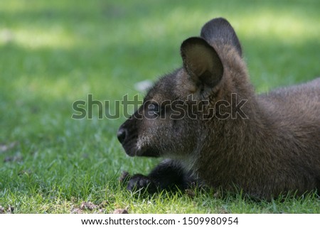 Bennett Wallaby resting on the grass