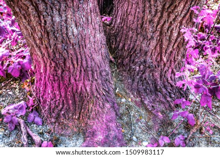 Beautiful fantasy view on purple and pink infrared tree shots at a forest