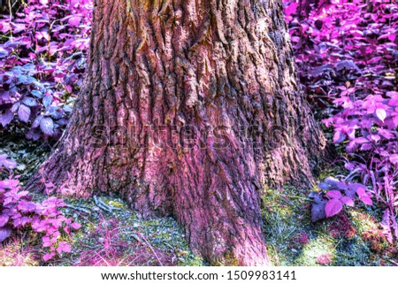 Beautiful fantasy view on purple and pink infrared tree shots at a forest