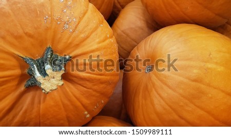 Pumpkin's in a bunch up close. Good for Halloween and Thanksgiving.