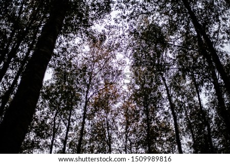 A shot of trees looking up. Forest background. Tree trunks against the sky.