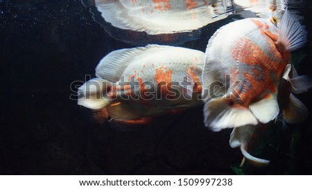 Astronotus ocellatus is a fish genus from the family Cichlidae. There are two species in this genus, both of which are found in South America.