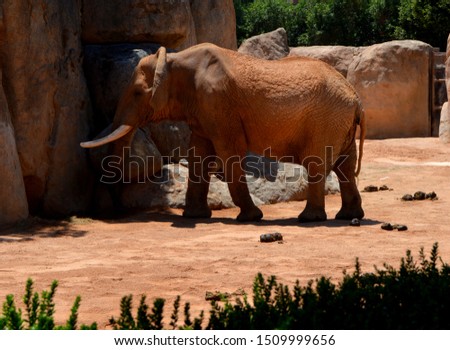 Wild animals in natural habitat
From the life of elephants