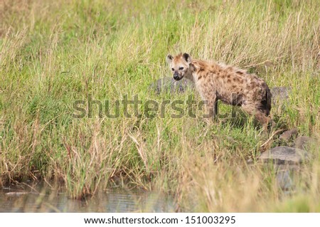 hyena standing on a standpost going for drink - national park masai mara in kenya