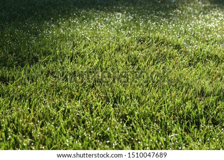 Morning Walk in Ontario, Canada. Dew on Bright Green Grass. Sparkling like diamonds in the sunlight. Sun on grass. Blades of grass twinkling. Shadows and Highlights. Landscape Background. Nice Lawn. 