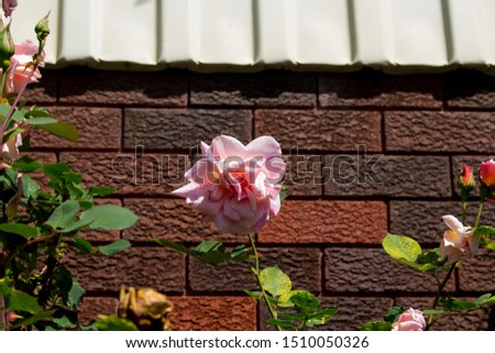 Lovely blooms of Rosa Climbing Pink Picture grafted on Fortuniana understock  in spring  contrasted against a brick wall adds classical beauty to a garden landscape.