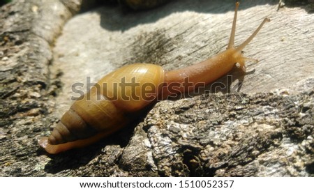 
image of a snail on a piece of wood