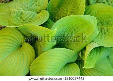 Hosta - an ornamental plant for landscaping park and garden design. Leaves of green Hosta.