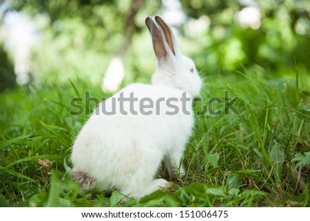 Rabbit bunny cute on the grass outdoors.