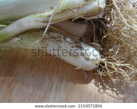 Close-up of natural raw leek stem and leek root on the plywood with beauty sunlight in the traditonal kitchen,natural photography