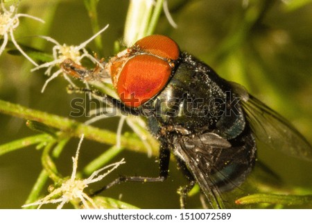close up of bluebottle fly