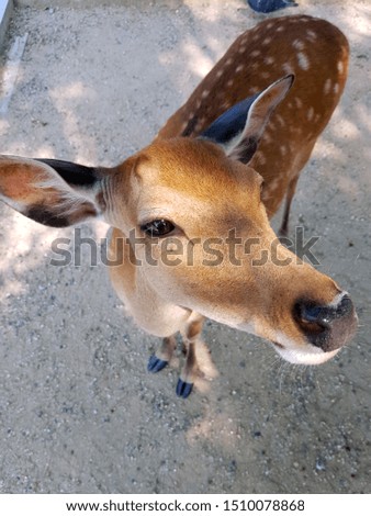 A cute deer in Nara Public Park, looking for their foods. Vertical wildlife Japanese deer's picture.