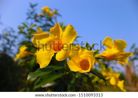 Improvised "Dying yellow wild flower"