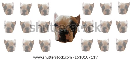 Handsome French Bulldog wallpaper. This is Frenchie Series in portrait photo style. You can bring him and create him on your product or any you want. It's suitable for use as a logo, symbol, signage.
