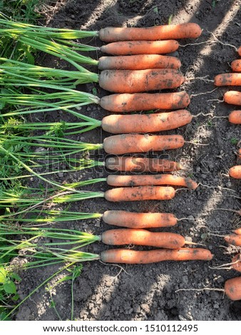 carrots taken out of the ground with sun glare