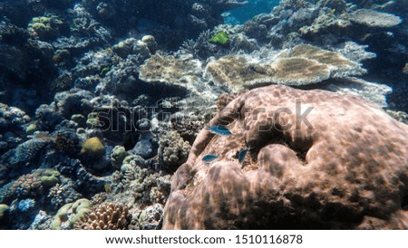 Great Barrier Reef, Cairns, Queensland, Australia