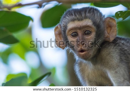 Monkey Baboon at a Nature Reserve in South Africa