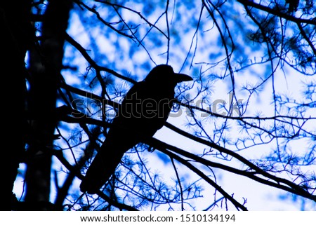 silhouette of a black raven in the woods