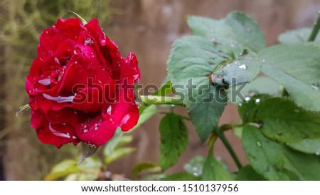 rose with water drop after rain in garden 