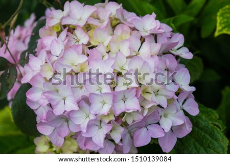 Close up pictures of a hydrangea