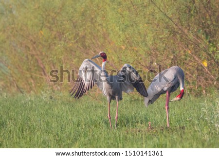 Scenic view of nature with Sarus Crane taking care of their small chic
