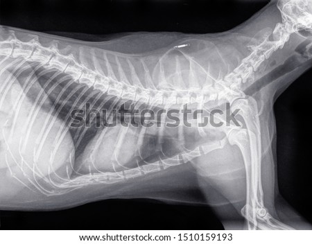 Digital x-ray of a side view of the thorax of a cat. The lungs, heart and trachea can be seen there. The white line above the scapula is the chip. Isolated on black