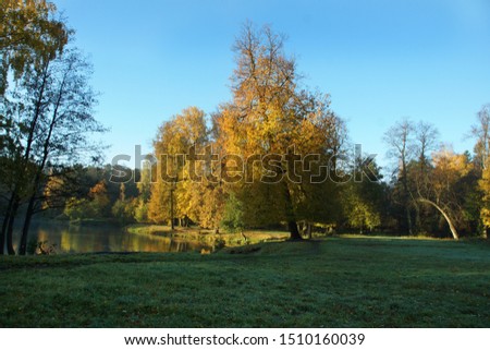 Bright yellow autumn trees on the shore of a small lake in a park with green grass.