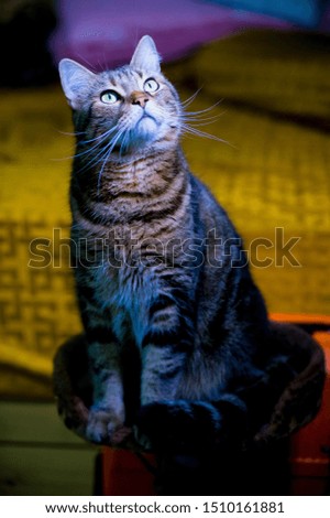 Portrait of beautiful British cat sitting on a chair selective focus