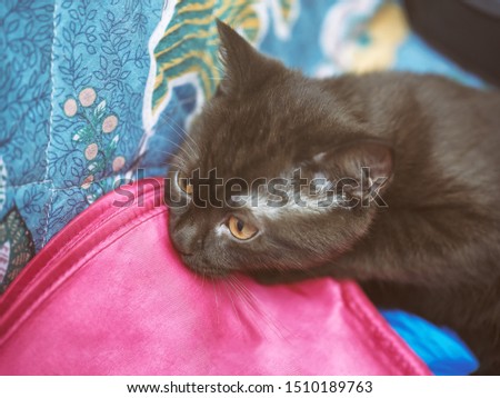 little british kitten plays with a pink cosmetic bag