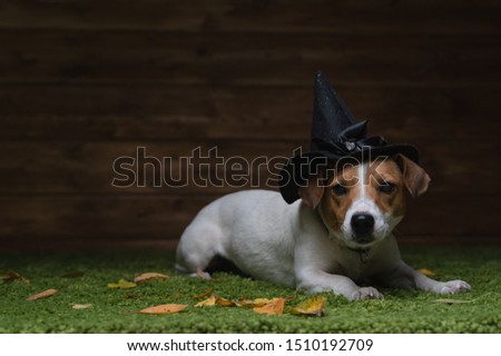 Dog Pet Jack Russell Terrier Dressed In Costume For The Scary Demon Festival Halloween Autumn October