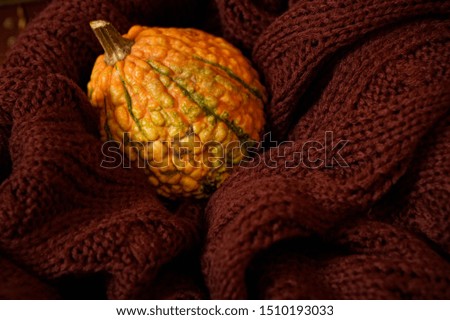 An organic pumpkin on the brown knitted woolen blanket. Copy space. Halloween and healthy food concept.