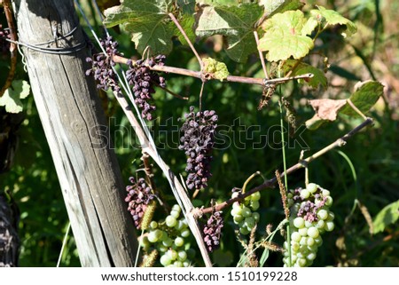 By high heat dried grapes on the vine stock.
