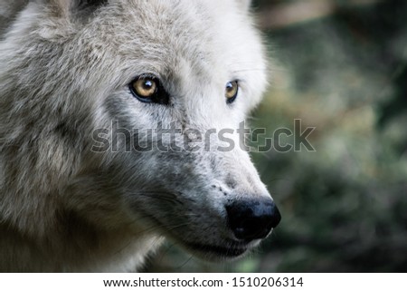 beautiful wolf predator wolves mammals