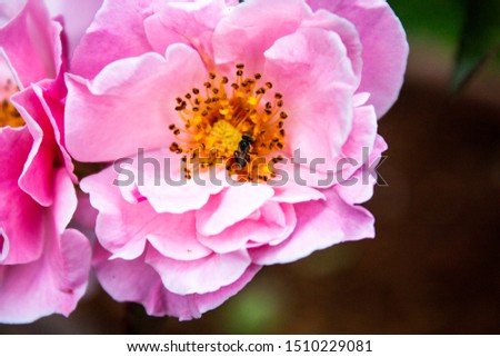 Peonies flower rose in thailand