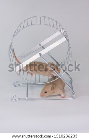 Rats run in the wheel. Mice spin a special wheel for rodents. Pets close up.