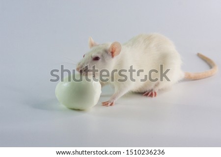 Concept of diet. The rat is eating an egg. A white mouse bites a boiled egg. Decorative ryzun eats.