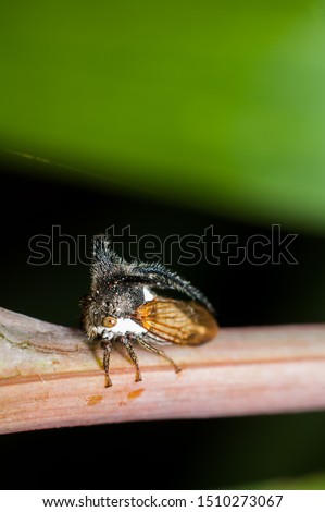 Commonly found in gardens and parks / Treehopper aka Horned Treehopper / Found mostly in stems of plants where they feed on. They pierce with their beak and sucks the sap from the stem 
