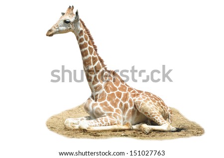 A giraffe's habitat is usually found in African savannas, grasslands or open woodlands