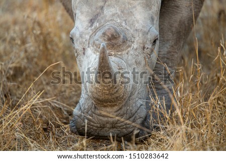 Portrait of a white rhino bull feeding on the late winter grass.