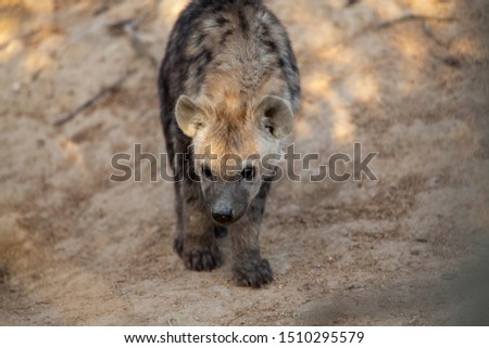 A young hyaena outside the den grooming 